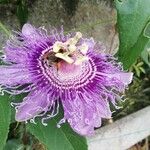 Passiflora incarnata Blomst