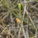 Silene antirrhina Flor