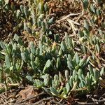 Sesuvium portulacastrum Leaf