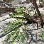 Libidibia coriaria Leaf