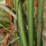 Leea guineensis Bark