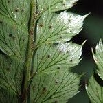 Polystichum transvaalense Leaf