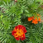 Tagetes erectaFloare