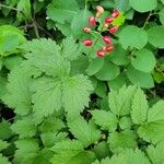 Actaea rubra पत्ता