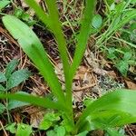 Dactylorhiza insularis Leaf