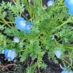 Nemophila menziesii Hoja