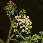 Ocotea dendrodaphne Blomma