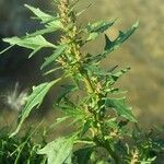 Chenopodium rubrum Leht