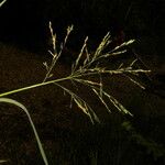 Panicum aquaticum Flower