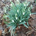 Galanthus nivalis Kvet