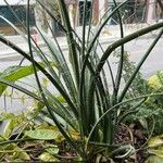 Hesperaloe parviflora 葉