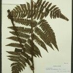 Cyathea surinamensis Лист