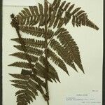 Cyathea surinamensis 叶