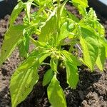 Capsicum chinense Hoja