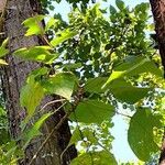Erythrina stricta Hábito