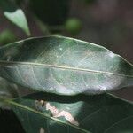 Faramea occidentalis Leaf