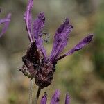 Lavandula pedunculata Квітка