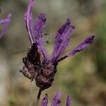 Lavandula pedunculata Цветок