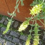 Sideritis syriaca Flower