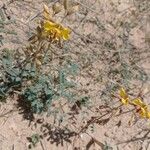 Hoffmannseggia glauca Habit