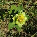 Silphium radula 花