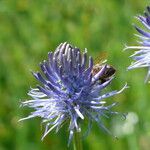 Phyteuma betonicifolium Flor