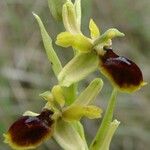 Ophrys virescens Blüte