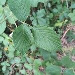 Rubus leyanus Blad