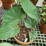 Begonia spp. ᱛᱟᱦᱮᱸ