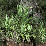 Furcraea foetida Συνήθη χαρακτηριστικά