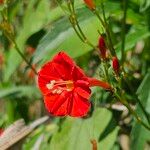 Ipomoea hederifoliaBlomma