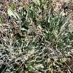 Limonium ramosissimum Hostoa