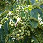 Phellodendron amurense Fruit