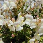 Antirrhinum molle Flor