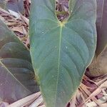 Anthurium andraeanum Leaf