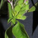 Dicliptera unguiculata
