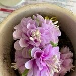 Cochliasanthus caracalla പുഷ്പം