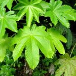 Cecropia schreberiana Hoja