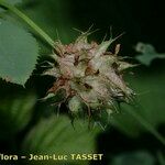 Trifolium resupinatum Fruit