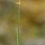 Carex pauciflora Rinde