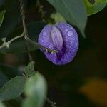 Centrosema virginianum Flower