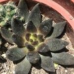 Echeveria affinis Ліст