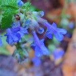 Nepeta racemosaBlodyn