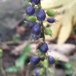 Gonzalagunia hirsuta Fruit