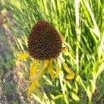 Echinacea paradoxa Flor