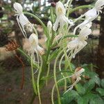 Habenaria procera Flor