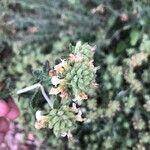 Teucrium dunense 花