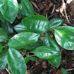 Catha edulis Φύλλο