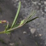 Vicia bithynica Φύλλο