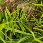 Centaurea dichroantha Liść